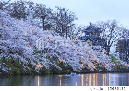 高田城と桜のライトアップ　新潟県上越市 15686132