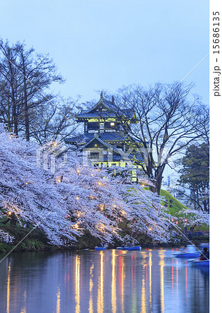 高田城と桜のライトアップ　新潟県上越市 15686135