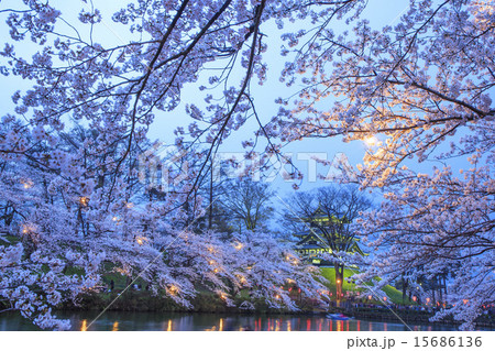 高田城と桜のライトアップ　新潟県上越市 15686136