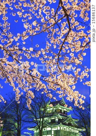 高田城と桜のライトアップ　新潟県上越市 15686137