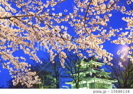 高田城と桜のライトアップ　新潟県上越市 15686138