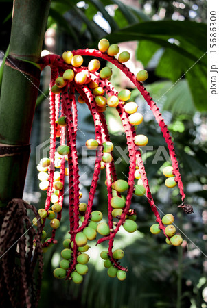 ピナンガヤシ 15686300