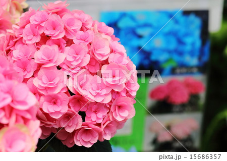 アジサイ　筑紫ルビー（福岡県産アジサイ） 15686357