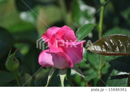 咲きだすマヌウメイアン 15686361