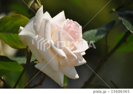 大振りのスワンレイク 大振りのスワンレイク 15686365