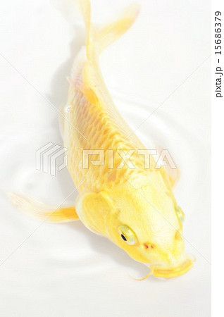 黄金の鯉 白背景の写真素材 [15686379] - PIXTA