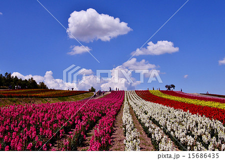 北海道富良野の花畑 15686435