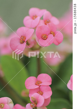 花キリン 15686438