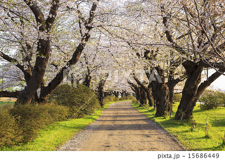 北上展勝地の桜並木　岩手県北上市 15686449