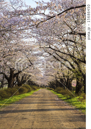 北上展勝地の桜並木　岩手県北上市 15686450