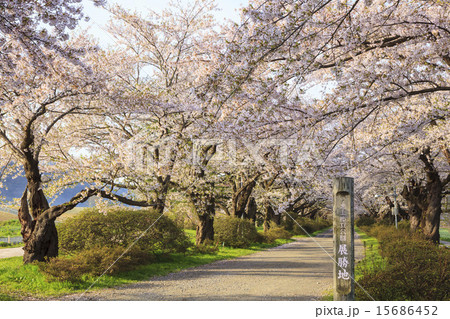 北上展勝地の桜並木　岩手県北上市 15686452