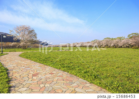 北上展勝地の桜並木 岩手県北上市 北上展勝地の桜並木 岩手県北上市 15686453