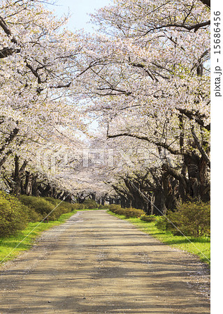 北上展勝地の桜並木　岩手県北上市 15686456