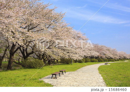 北上展勝地の桜並木　岩手県北上市 15686460