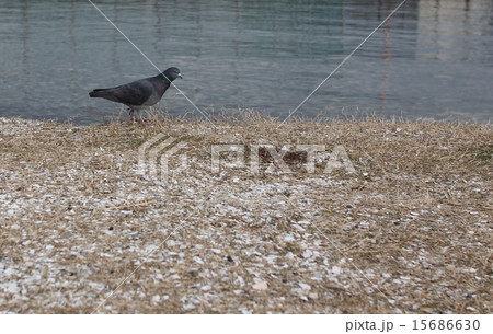 鳩　河川敷　歩き 15686630