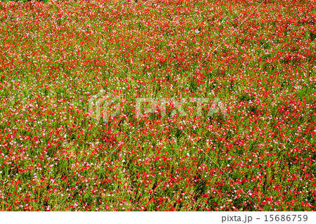 鴻巣市馬室のポピー畑　2015-２ 15686759
