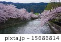 京都岡崎疏水沿いの桜 15686814