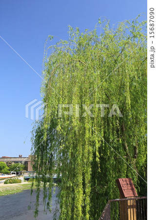 シダレヤナギ シダレヤナギ 15687090