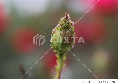 バラの蕾に集まるアブラムシの写真素材