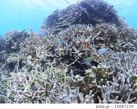 沖縄・西表島の枝サンゴに佇むアカマツカサとトガリエビスの群れ 沖縄・西表島の枝サンゴに佇むアカマツカサとトガリエビスの群れ 15687224