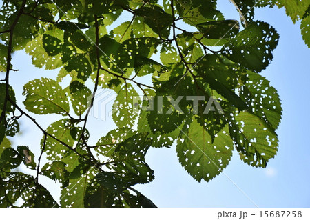 虫に食われたハルニレの葉っぱ 15687258