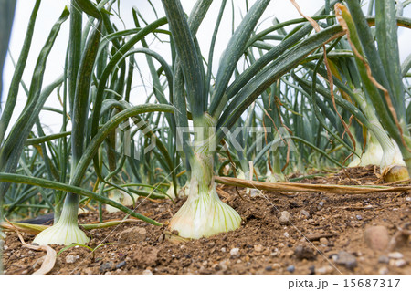 タマネギ畑　 15687317