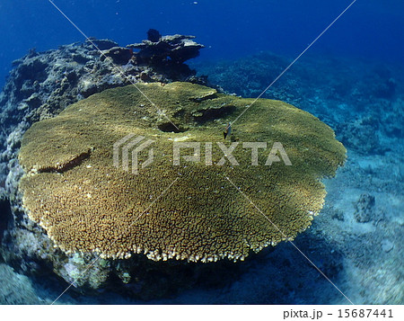 テーブルサンゴ テーブルサンゴ 15687441