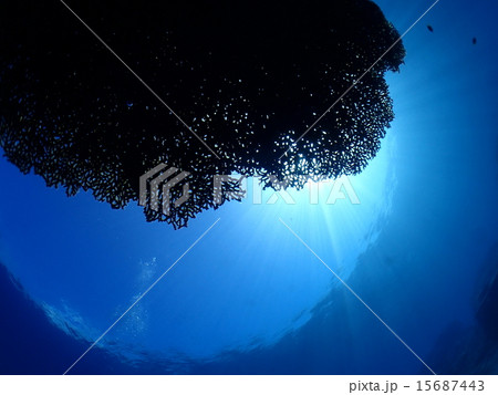 テーブルサンゴ&太陽 テーブルサンゴ&太陽 15687443