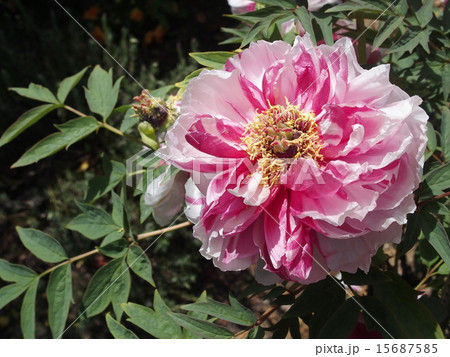 牡丹・イメージ（９） 15687585