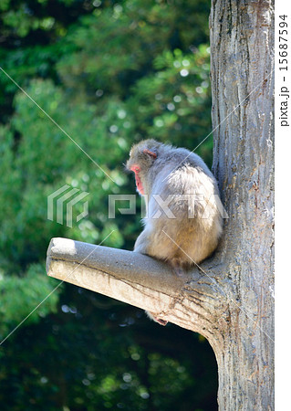 福岡市動物園のサル 15687594