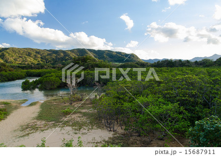 沖縄県 石垣島 吹通川 沖縄県 石垣島 吹通川 15687911