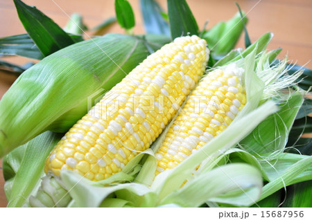 かんかんむすめ 15687956