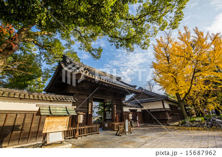 徳川園黒門とイチョウ 徳川園黒門とイチョウ 15687962