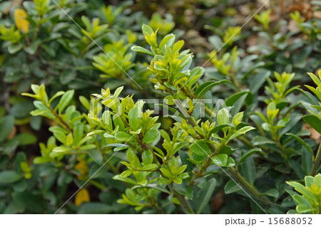 樹木：イヌツゲ　モチノキ科 15688052