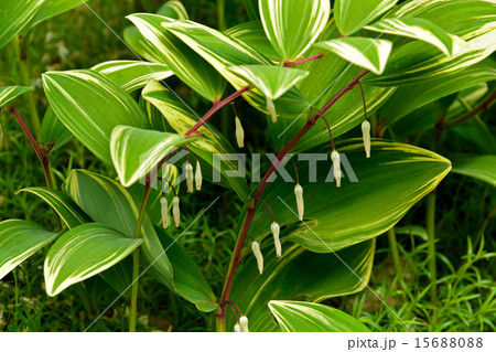 植物:アマドコロ クサスギカズラ科 植物:アマドコロ クサスギカズラ科 15688088