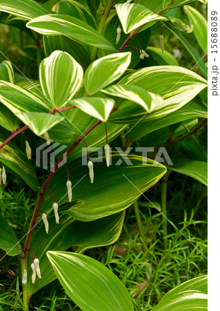 植物：アマドコロ　クサスギカズラ科 15688089