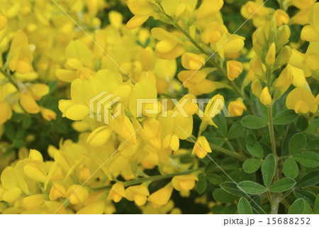 エニシダ 15688252