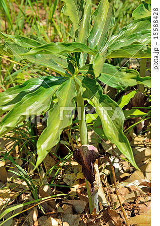 植物：ウラシマソウ　サトイモ科 15688428