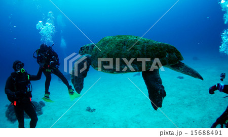 与論島で遭遇したアカウミガメ 与論島で遭遇したアカウミガメ 15688491