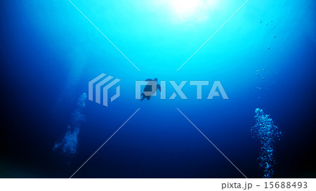 与論島で遭遇したアカウミガメ 15688493