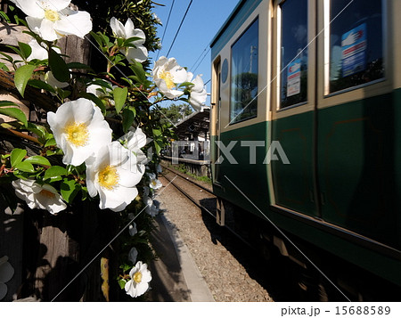 花と電車 花と電車 15688589