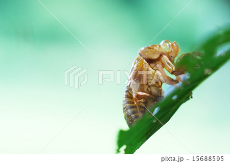 蝉の抜け殻 15688595