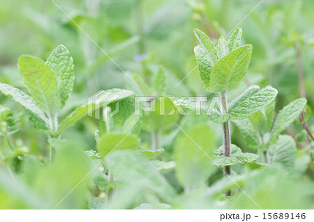 アップルミント 15689146
