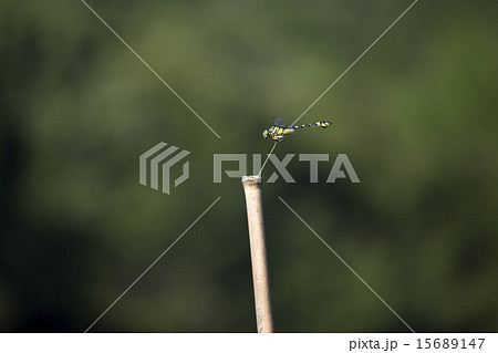 ウチワヤンマ 15689147