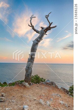 Abstract seascape. Dry snag in the cliff 15689226