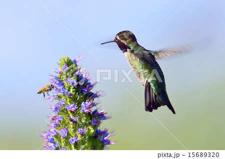 Hummingbird Hummingbird 15689320