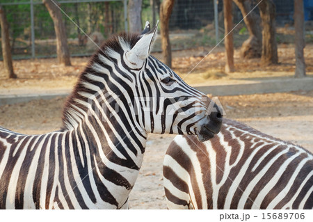 Zebra portrait 15689706