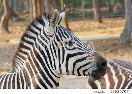 Zebra portrait 15689707