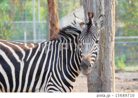 Zebra portrait Zebra portrait 15689710