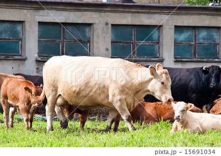 callves and cows on dairy farm 15691034